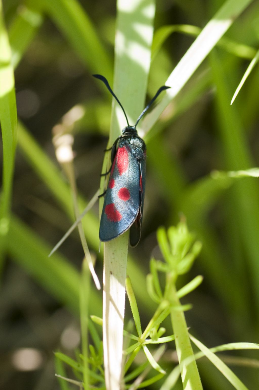 zygaena lonicerae?